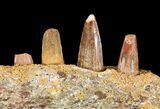 Spinosaurus Jaw Section - Four Composite Teeth #50630-2